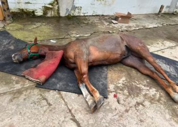 Polícia suspeita que cavalos tenham morrido de intoxicação em Manaus