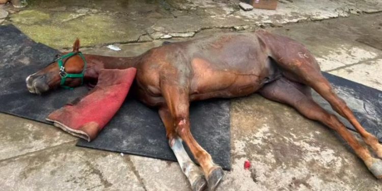 Polícia suspeita que cavalos tenham morrido de intoxicação em Manaus