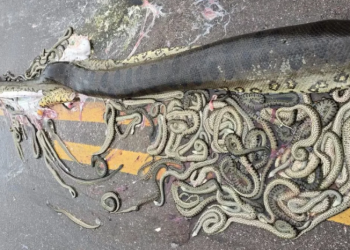 Vídeo: sucuri grávida morre atropelada e cerca de 40 filhotes ficam espalhados em rodovia