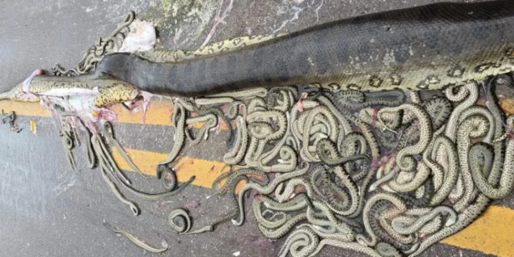 Vídeo: sucuri grávida morre atropelada e cerca de 40 filhotes ficam espalhados em rodovia