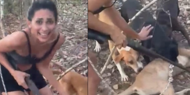 Vídeo: Mulher é procurada pelo Ibama após torturar e filmar morte de onça-parda