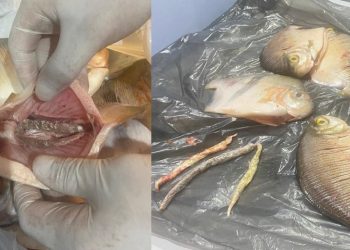 Na cara e na coragem, dupla tenta entregar maconha dentro de peixes a detento no Amazonas