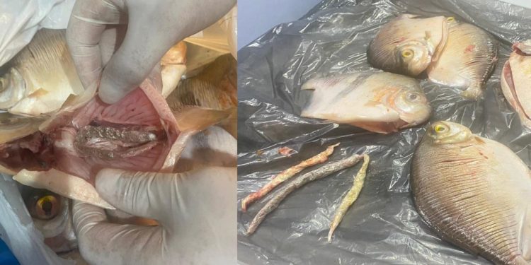 Na cara e na coragem, dupla tenta entregar maconha dentro de peixes a detento no Amazonas