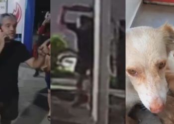 Fotógrafo é preso por dar 'pauladas' em cachorrinha recém-parida no Distrito