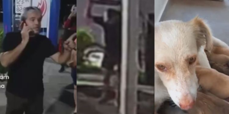 Fotógrafo é preso por dar 'pauladas' em cachorrinha recém-parida no Distrito
