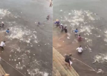 Benção do Jaraqui: Vídeo mostra diversos peixes 'pulando' do rio em Manacapuru