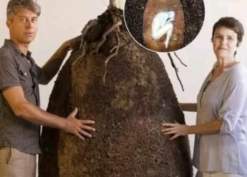 Capsula Mundi promete a vida eterna