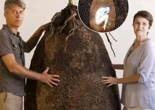 Capsula Mundi promete a vida eterna