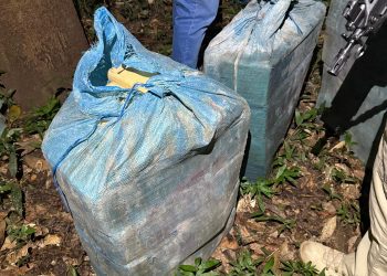 Os maconheiros não vão sentir nem o cheiro! Meia tonelada de droga é apreendida