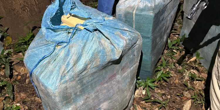 Os maconheiros não vão sentir nem o cheiro! Meia tonelada de droga é apreendida