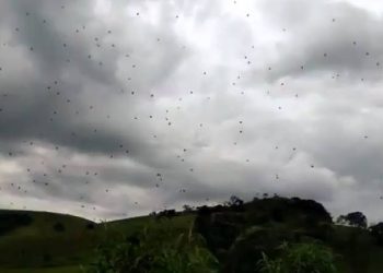 Chuva de aranhas provoca pânico em moradores