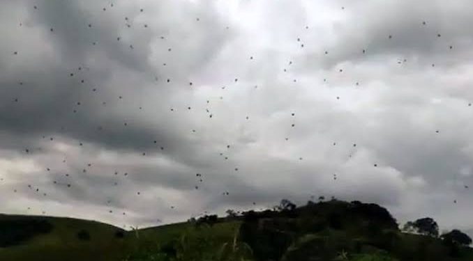 Chuva de aranhas provoca pânico em moradores