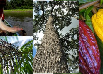 Era da bioeconomia – Estudo analisa potencial de produtos amazônicos