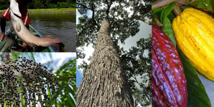Era da bioeconomia – Estudo analisa potencial de produtos amazônicos