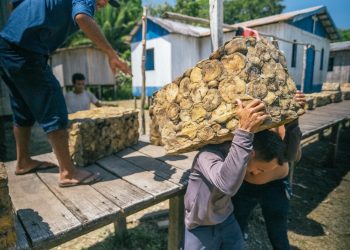 Crescimento de 23,08% – Borracha no Amazonas rende R$ 2,2 milhões para seringueiros