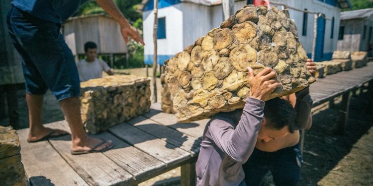 Crescimento de 23,08% – Borracha no Amazonas rende R$ 2,2 milhões para seringueiros