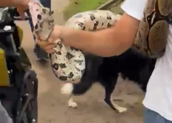 Veja o vídeo. Homem encontra cobra no bairro Tarumã