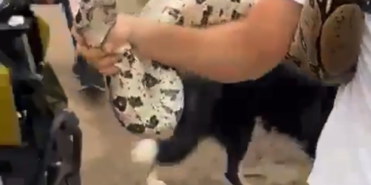 Veja o vídeo. Homem encontra cobra no bairro Tarumã