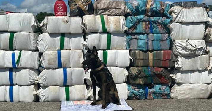 Prejuízo para os maconheiros – 19,2 toneladas de drogas apreendidas