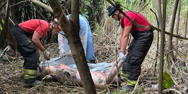 HOMICÍDIO  – DESOVADO EM COVA RASA