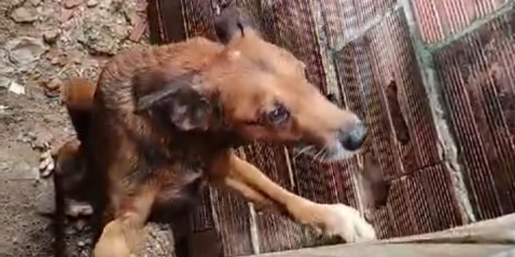 Só pele e osso! Cachorros são resgatados na Compensa