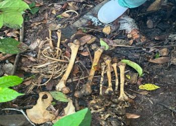 Restos mortais encontrados podem ser de jovem sequestrado em 2024