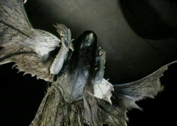 A fada da asa quebrada de Novo Airão