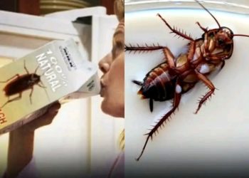 Leite de barata, o superalimento do futuro