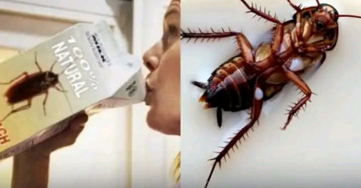 Leite de barata, o superalimento do futuro