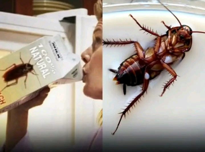Leite de barata, o superalimento do futuro