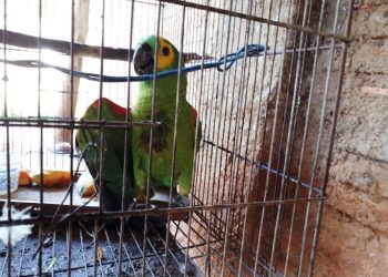 Atirou no papagaio que o chamou de filho da p*ta e ameaçou disparar no dono