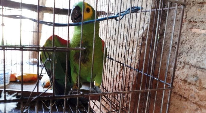 Atirou no papagaio que o chamou de filho da p*ta e ameaçou disparar no dono