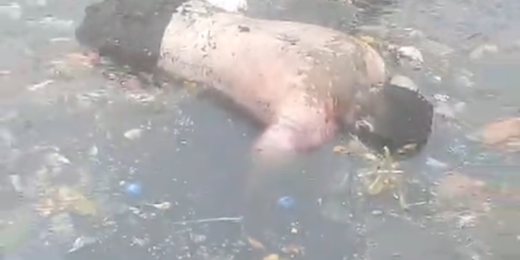 Boiando – Homem desaparecido após bloco de Carnaval é encontrado. Vídeo