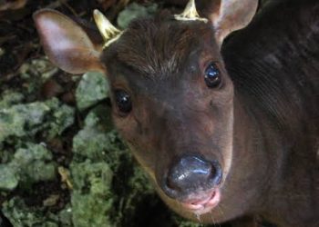 A caçada assombrada na Quaresma, em Rio Preto da Eva