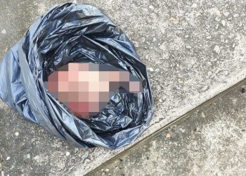 Encontrado feto em lixeira na Cidade Nova