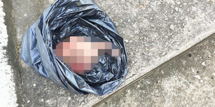Encontrado feto em lixeira na Cidade Nova