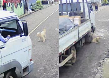 Motorista de caminhão é flagrado atropelado cachorro e fugindo em Manacapuru
