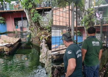 Por criar tartarugas, pirarucus e tambaquis em casa, morador do Parque 10 é multado em R$ 140 mil
