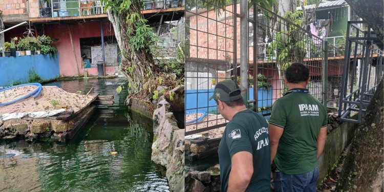 Por criar tartarugas, pirarucus e tambaquis em casa, morador do Parque 10 é multado em R$ 140 mil