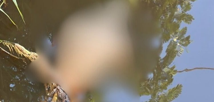 Cadáver é encontrado boiando no igarapé da Av. Brasil. Veja o vídeo