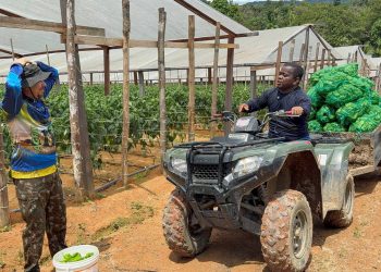 Encontro com o Nordeste: Semisera e Gigante da Amazônia disputam quem colhem mais pimentões
