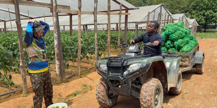 Encontro com o Nordeste: Semisera e Gigante da Amazônia disputam quem colhem mais pimentões