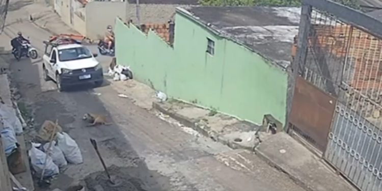 Funcionário da Amazonas Energia atropela cachorro e foge sem prestar socorro