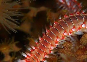 Tapurus gigantes de dois metros são encontrados nadando em lava de vulcão