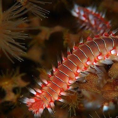 Tapurus gigantes de dois metros são encontrados nadando em lava de vulcão