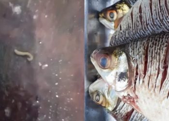 Vídeo que mostra Jaraqui ‘cheio da verme’ assusta amazonenses: “muito cuidado”