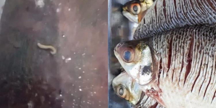 Vídeo que mostra Jaraqui ‘cheio da verme’ assusta amazonenses: “muito cuidado”