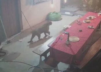 Vídeo: Morador se treme de medo ao flagrar onça andando pelo seu sítio em Presidente Figueiredo