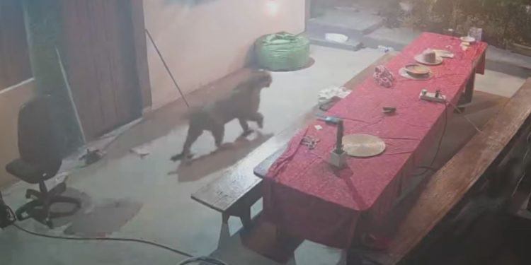 Vídeo: Morador se treme de medo ao flagrar onça andando pelo seu sítio em Presidente Figueiredo