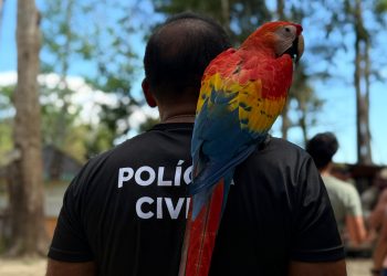 🚨Op. Anhanguá: Polícia desarticula associação criminosa por exploração de animais silvestres e maus-tratos